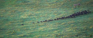 Gnu migration