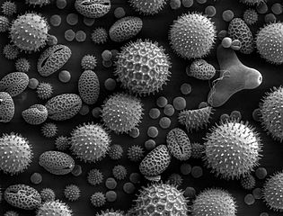 Pollen, https://commons.wikimedia.org/wiki/File:Misc_pollen.jpg